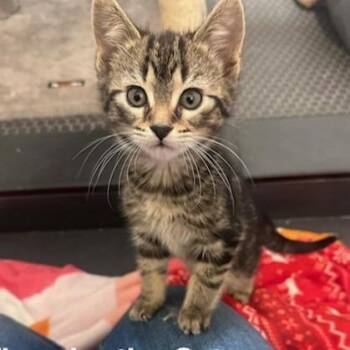 Domestic Short Hair Cats Available for Adoption - Thunder The Cat C11107 | PetCurious