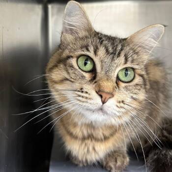 Sophie -  Domestic Long Hair and Domestic Short Hair Cat for Adoption in Chicago, Illinois - Sophie | PetCurious