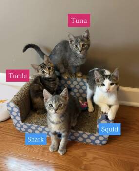 The Under the Sea Crew: 2 males 2 females -  Domestic Short Hair Cat for Adoption in Greenville, Delaware - The Under The Sea Crew: 2 Males 2 Females | PetCurious