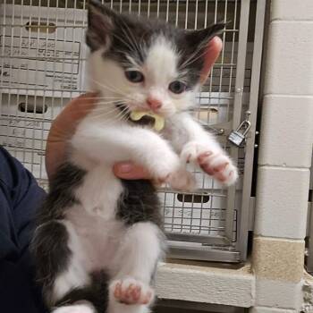 Anders -  Domestic Short Hair Cat for Adoption in Bristol, Indiana - Anders | PetCurious