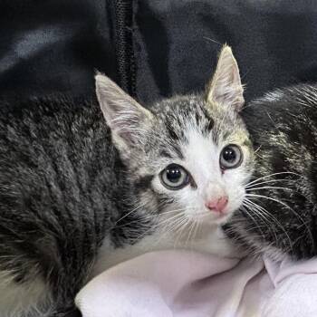 Mallow -  Domestic Short Hair Cat for Adoption in Oyster Bay, New York - Mallow | PetCurious