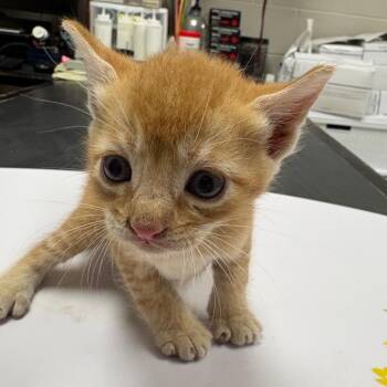 Berma -  Domestic Short Hair Cat for Adoption in Lufkin, Texas - Berma | PetCurious