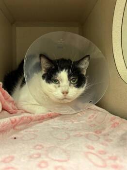 Mia -  Domestic Short Hair Cat for Adoption in Quakertown, Pennsylvania - Mia | PetCurious
