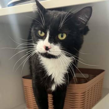King Brickford -  American Shorthair Cat for Adoption in Bethel, Connecticut - King Brickford | PetCurious