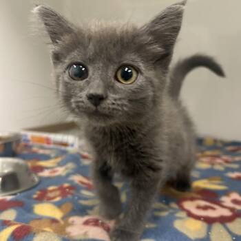 Duquesne -  Domestic Medium Hair Cat for Adoption in Charleston, West Virginia - Duquesne | PetCurious