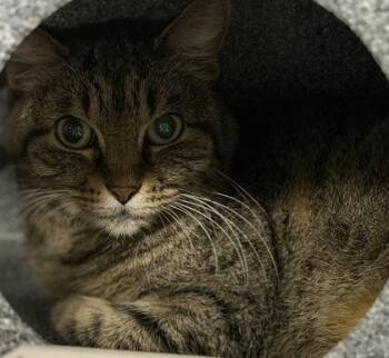 Domestic Short Hair Cats Available for Adoption - Meikitty | PetCurious