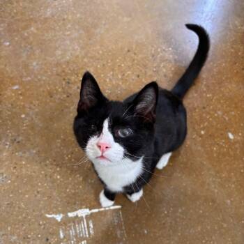 Jules -  Domestic Short Hair Cat for Adoption in Candler, North Carolina - Jules | PetCurious