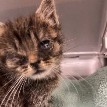 71617 -  Domestic Short Hair Cat for Adoption in Harrisonburg, Virginia - 71617 | PetCurious