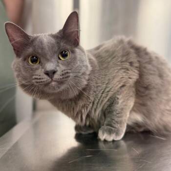 Blue -  Domestic Medium Hair Cat for Adoption in Sarasota, Florida - Blue | PetCurious