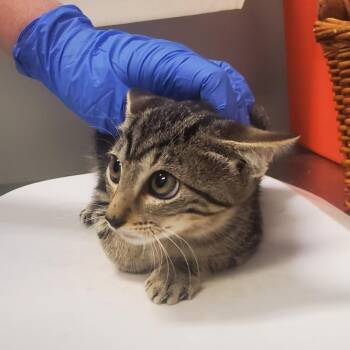 Taffy -  Domestic Short Hair Cat for Adoption in Milton, Florida - Taffy | PetCurious