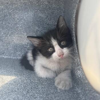 Oreo -  Domestic Short Hair Cat for Adoption in Galveston, Texas - Oreo | PetCurious