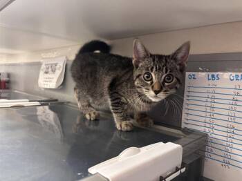 Domestic Short Hair Cats Available for Adoption in Las Vegas, Nevada - DUMPLING | PetCurious