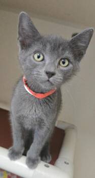 Funnel Cake - FIV+ -  Domestic Short Hair Cat for Adoption in East Brookfield, Massachusetts - Funnel Cake - FIV+ | PetCurious