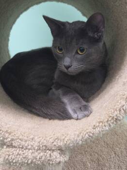 Domestic Medium Hair Cats Available for Adoption in Oviedo, Florida - Hamilton | PetCurious