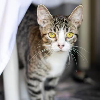 Sailor -  Domestic Short Hair Cat for Adoption in Wilmington, Delaware - Sailor | PetCurious
