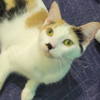 Calico Cats Available for Adoption in Swartz Creek, Michigan - Seney | PetCurious