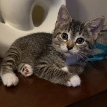 Domestic Short Hair Cats Available for Adoption in Orland Hills, Illinois - Quartz | PetCurious