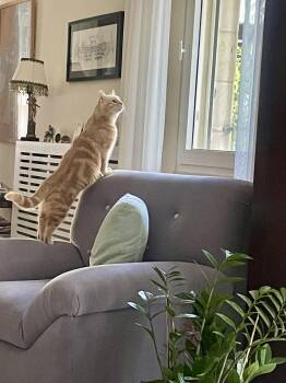 Domestic Short Hair Cats Available for Adoption - Sophia, The Sweet Green Eyed Beauty | PetCurious