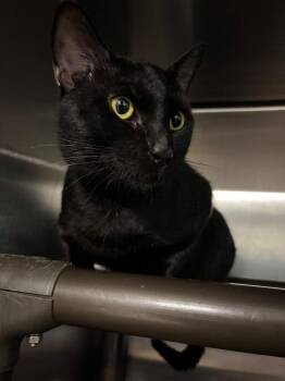 Buffalo -  Domestic Short Hair Cat for Adoption in Metter, Georgia - Buffalo | PetCurious