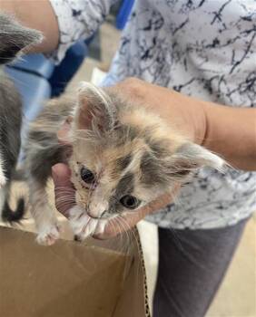 MIKA -  Domestic Short Hair Cat for Adoption in Dallas, Texas - MIKA | PetCurious