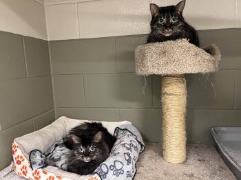 Brambles & Kitty -  Domestic Medium Hair Cat for Adoption in St. Thomas, Ontario - Brambles & Kitty | PetCurious