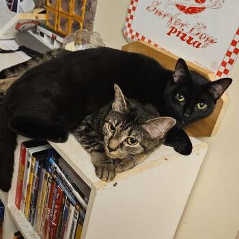 Kitana -  Domestic Short Hair Cat for Adoption in Candler, North Carolina - Kitana | PetCurious