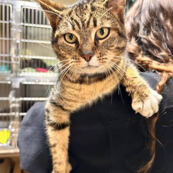 Domestic Short Hair Cats Available for Adoption in Myerstown, Pennsylvania - Petrie | PetCurious