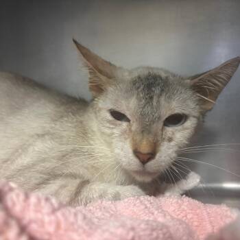 Siamese Cats Available for Adoption in Lakeland, Florida - Gummi | PetCurious