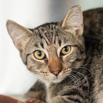 Fred -  Domestic Short Hair Cat for Adoption in Middletown, Rhode Island - Fred | PetCurious