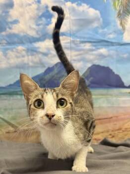 Florence -  Domestic Short Hair Cat for Adoption in San Antonio, Texas - Florence | PetCurious