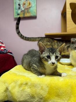 Lainey -  Domestic Short Hair Cat Available for Adoption in Freeport, New York - Lainey | PetCurious