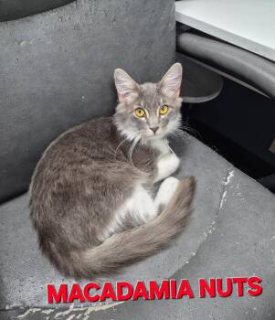Macadamia Nuts -  Domestic Medium Hair Cat for Adoption in Rome, Georgia - Macadamia Nuts | PetCurious