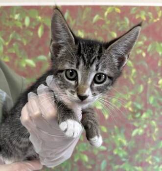 Strawberry Shortcake -  Domestic Short Hair Cat for Adoption in San Antonio, Texas - Strawberry Shortcake | PetCurious