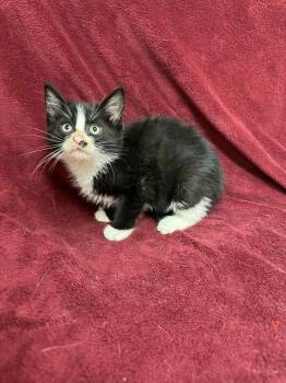 Rescue Domestic Short Hair Cats for Adoption in Waterloo, Iowa - Giblet | PetCurious