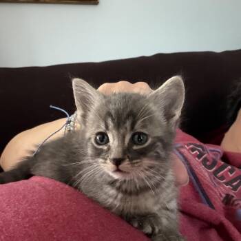 Mojito -  Domestic Short Hair Cat for Adoption in Silver Spring, Maryland - Mojito | PetCurious