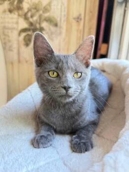Essie -  Domestic Short Hair Cat for Adoption in Fort Worth, Texas - Essie | PetCurious