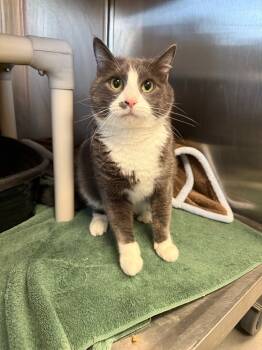 Rescue Domestic Short Hair Cats for Adoption in Lansing, Kansas - Ferb | PetCurious