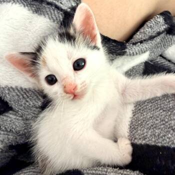 Domestic Short Hair Cats Available for Adoption in Long Beach, California - Pineapple | PetCurious