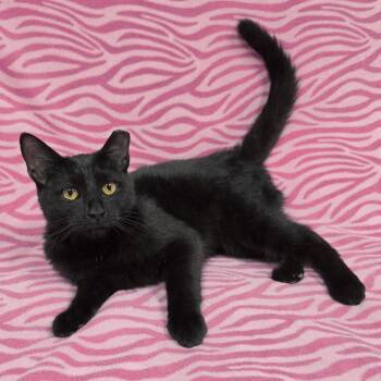 Wheezie -  Domestic Short Hair Cat for Adoption in Frankfort, Indiana - Wheezie | PetCurious