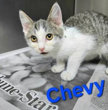 Chevy -  Domestic Short Hair Cat for Adoption in Sullivan, Indiana - Chevy | PetCurious