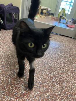 Poppy -  Domestic Medium Hair Cat for Adoption in Stratham, New Hampshire - Poppy | PetCurious