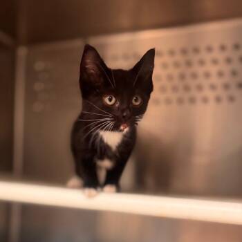 Domestic Short Hair Cats Available for Adoption in Starkville, Mississippi - Naomi Osaka | PetCurious