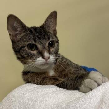 Fresco -  Domestic Short Hair Cat for Adoption in Richmond, Virginia - Fresco | PetCurious