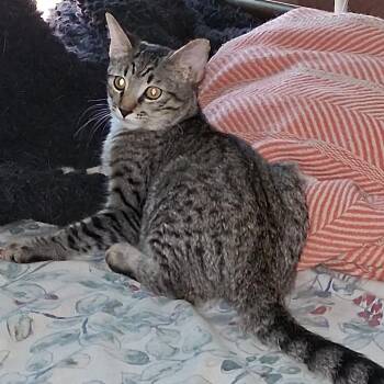 Flynn -  Domestic Medium Hair Cat for Adoption in Los Angeles, California - Flynn | PetCurious