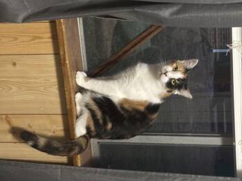 Rescue Calico Cats for Adoption in Greensboro, North Carolina - Rachel | PetCurious