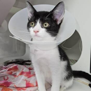 Lollapalooza -  Domestic Short Hair Cat for Adoption in Gainesville, Florida - Lollapalooza | PetCurious