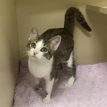 Mango -  Domestic Short Hair Cat for Adoption in Oak Brook, Illinois - Mango | PetCurious