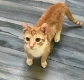 Domestic Short Hair Cats Available for Adoption - Sully | PetCurious