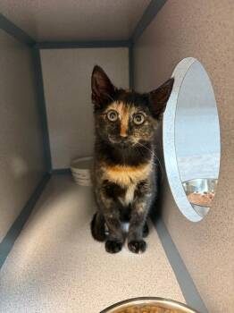 Poof -  Domestic Short Hair Cat for Adoption in Liverpool, New York - Poof | PetCurious
