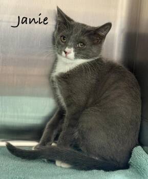 Janie -  Domestic Short Hair Cat for Adoption in Pawleys Island, South Carolina - Janie | PetCurious